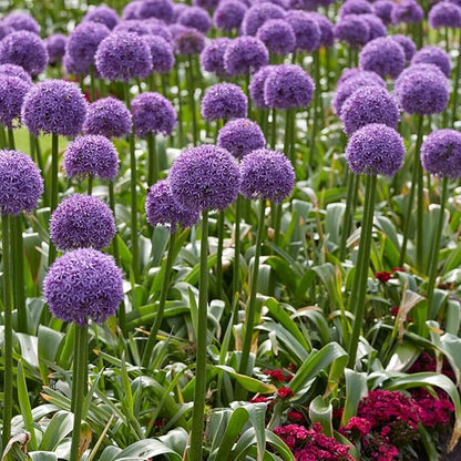 Garden State Bulb Globemaster Giant Allium Flower Bulbs, 20/22cm, Fall Planting (Bag of 20)