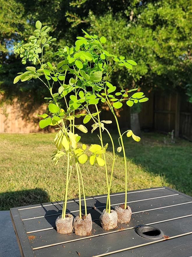 3 Moringa Plants with Free Moringa Seeds - Live Moringa Tree - Moringa Oleifera Plant - Moringa Tree - Drumstick Tree - Miracle Tree - Established Roots - Non-GMO - Organic - Moringa Plants - Herbs