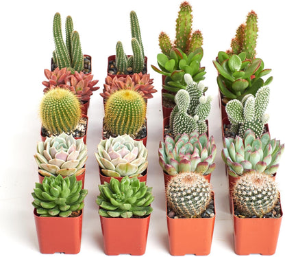 Shop Succulents Premium Live Mini Cactus and Succulent Plants in 2" Pots, Easy Care Indoor or Outdoor Gardening, Terrariums, Favors, & Contemporary Spaces with Hardy, Resilient Varieties, Pack of 100