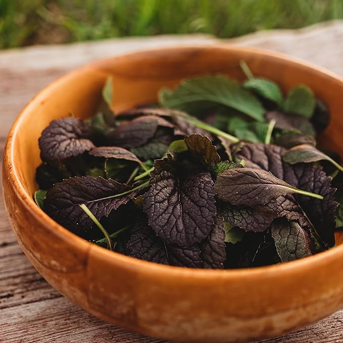 Red Giant Mustard - 500 Seeds - Japanese Heirloom, Great for Containers, Non-GMO Purple Mustard Seeds for Planting, Grow Your Own Salad Greens Indoors or Outdoors, Thresh Seed Company