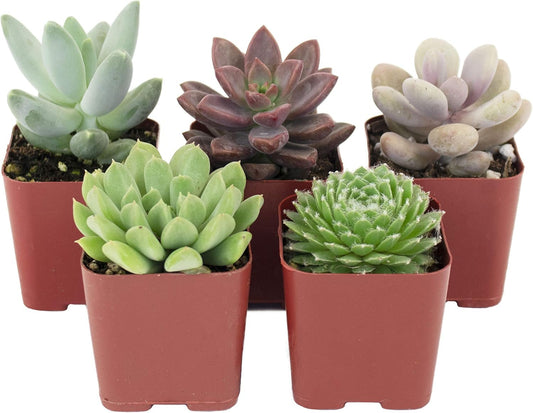 Shop Succulents Rosette Succulent Plant Pack Collection - Live Mini Succulent Plants, Low Maintenance, Floral Shaped Mix of Colors & Textures - Wedding and Party Favors, Gift & Garden, Pack of 5