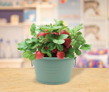 BUZZY Seeds Sage Green Painted Basin Strawberry Grow Kit, Indoor Fruit Plant Starter for Kids and Adults, Fun DIY Gardening Gift, Grow Your Own Snack, Party Favor or Holiday Present