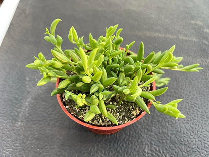 String of Bananas, Live Trailing Succulent Fully Rooted in 4" Pots with Soil Mix, Rare House Plant for Home Office Wedding Hanging Decoration, DIY Projects, Party Favor