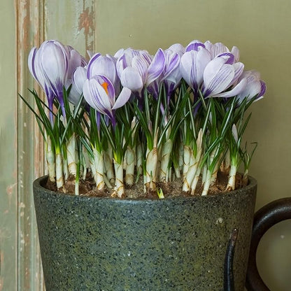 Easy to Grow Crocus Vernus King of The Stripes 20 Plant Bulbs - Violet & White Flowers in Late Winter to Spring, Full Sun Outdoor Zones 3-8