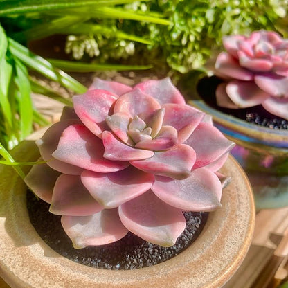 FWPP Live Succulents Plants Graptopetalum Purple Delight 2.5 inches,Rare Purple Succulents Bare Root Without Pot Soil, Live Plants Indoor Office Decoration Wedding and Gift