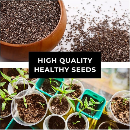 Celosia Plumosa Plumed Cockscomb Celosia Argentea 200+ Seeds Garden Flower Seeds