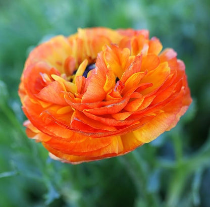 Easy to Grow Ranunculus Tecolote Flamenco 10 Plant Bulbs - Unique Red Orange & Yellow Flowers in Spring, Full Sun Outdoor Zones 8-10, Mediterranean Carlsbad Flower Fields