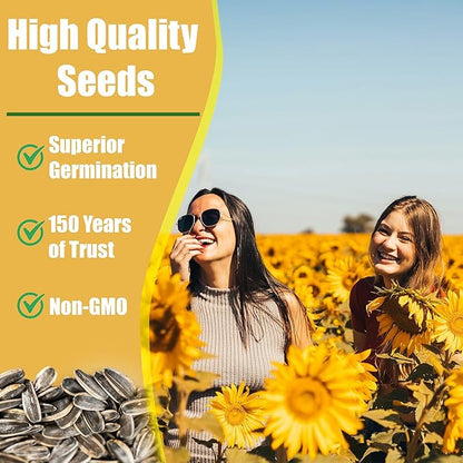 Park Seed ProCut Red/Lemon Bi-Colour Sunflower Seeds – Bold Red Petals with Lemon Tips, Easy to Grow Spring Variety, Great for Cutting Gardens, 4-Inch Blooms, Pack of 50