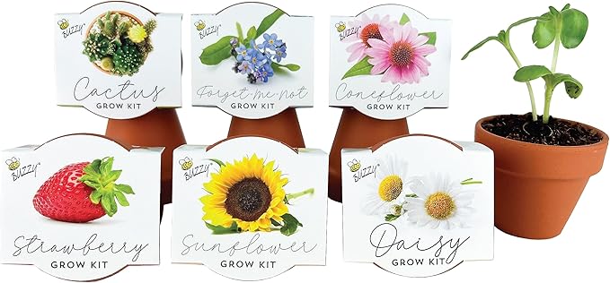 BUZZY Seeds Terracotta Mini Grow Pots 6-Pack – Indoor Gardening Seed Starter Kit with Herbs & Flowers – DIY Grow Your Own Plants Kit for Beginners