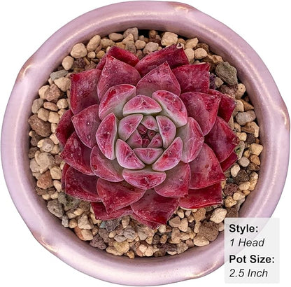 Echeveria Colorata Rare Live Succulent Plants, Red 2.5" Live Plant, Package Without Pot Soil, Garden Indoor Office Desk, Wedding Party Baby Shower Decoration, Friend Plant Lovers Gifts