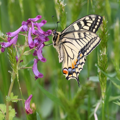 Cover Crop Seed Mix Organic - Pollinator & Bee Friendly Cover Crop Mix - 1/4 lb ~3,800 Seeds - Clover Cover Crop Blend - Includes Hairy Vetch Cover Crop Seeds, Crimson Clover, Peas, & Oats