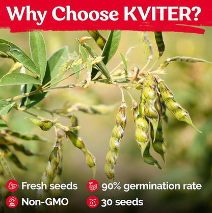 KVITER 30 Guandules Pigeon Peas Seeds for Planting (Cajanus Cajan) – a.k.a Gandules Goya, Gungo Peas, Congo Pea Non GMO & Organic – Heirloom Vegetable Seeds to Plant in Outdoor Garden & Trellises