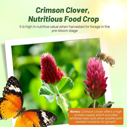 Outsidepride Crimson Clover Seeds - 2 lbs. Annual, Nitrocoated, & Inoculated Ground Cover Seeds, Ideal Clover Seed for Lawn, Cover Crop, Pasture, Hay, Green Manure & Wildlife Forage