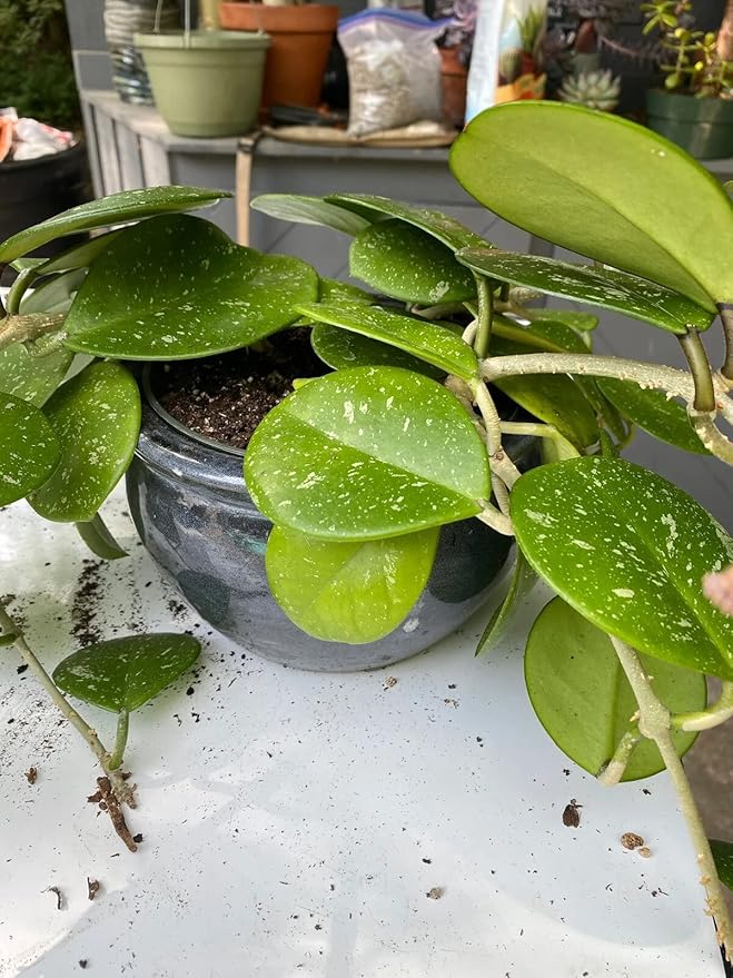 Gardenera Hoya Plant Premium Potting Mix - 4 Quart - Optimal Balance for Thriving Hoyas: Air, Moisture, and Nutrient Retention