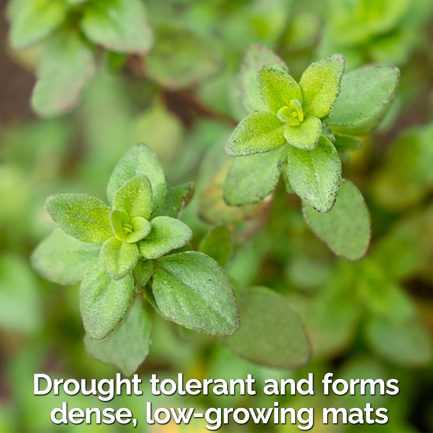 KVITER 500 Lemon Thyme Seeds for Planting (Thymus Pulegioides) – Wild Creeping Thyme Seeds Ground Cover, Aromatic & Drought-Tolerant Herbaceous Flower – Ideal for Walls, Fences & Herb Garden