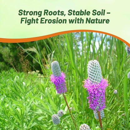 Outsidepride Purple Prairie Clover Seeds - 1/4 lb. Perennial Seeds for Planting, Easy to Grow, Drought & Heat Tolerant, High Protein Forage for Livestock, Ideal for Meadow Gardens, & Xeriscaping