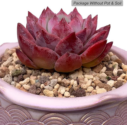 Echeveria Colorata Rare Live Succulent Plants, Red 2.5" Live Plant, Package Without Pot Soil, Garden Indoor Office Desk, Wedding Party Baby Shower Decoration, Friend Plant Lovers Gifts