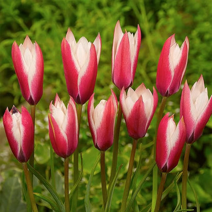 Bloomingbulb Peppermintstick Species Tulip Bulbs (10-Pack) Unique Fall Flower Bulbs for Planting – Star-Shaped Pink & White Blooms for Spring Gardens