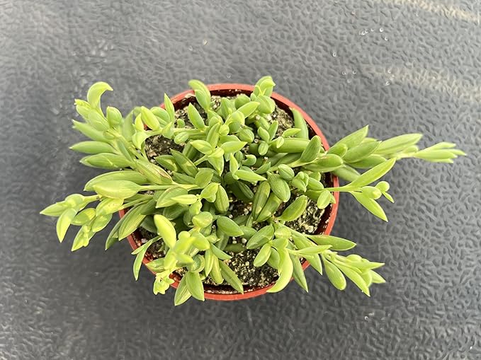 String of Bananas, Live Trailing Succulent Fully Rooted in 4" Pots with Soil Mix, Rare House Plant for Home Office Wedding Hanging Decoration, DIY Projects, Party Favor