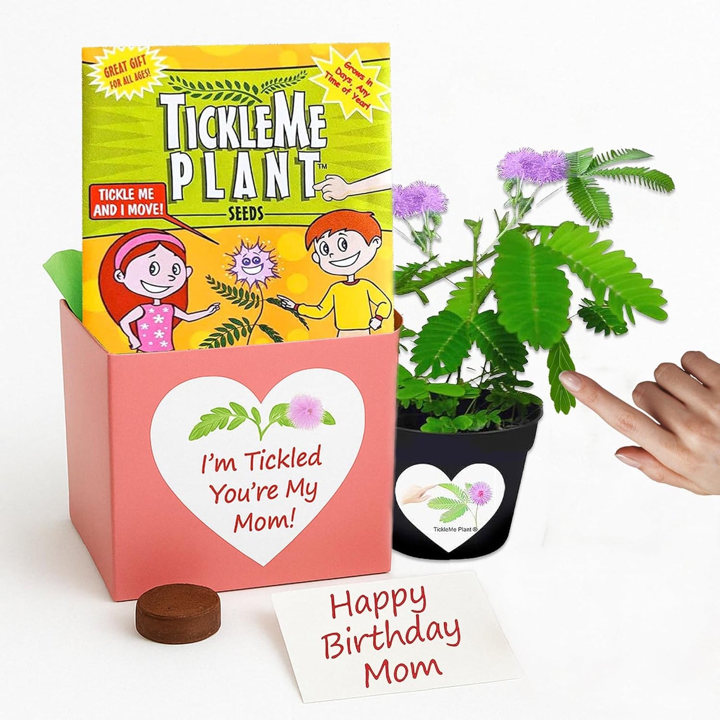 Happy Birthday Mom TickleMe Plant Gift Box Set to Grow A Touch-Sensitive Shy Plant That Closes Its Leaves When You Tickle Or Blow A Kiss | Fun Interactive Grow Kit with Seeds, Pot, Soil, Instructions