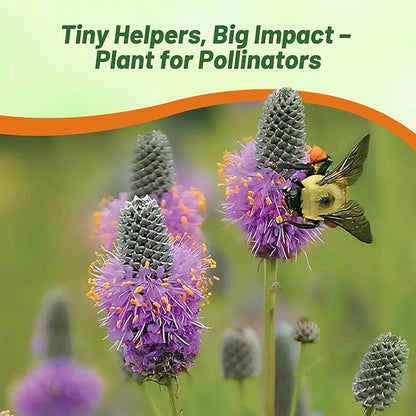 Outsidepride Purple Prairie Clover Seeds - 5 lb. Perennial Seeds for Planting, Easy to Grow, Drought & Heat Tolerant, High Protein Forage for Livestock, Ideal for Meadow Gardens, & Xeriscaping