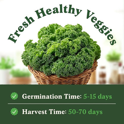 Seedboy Organic Kale Seeds for Planting Indoor and Outdoor, Non-GMO and USDA Certified Vegetable Seed Packet for Hydroponic Garden Indoor or Planting Outdoors (Blue Curled Scotch Kale)