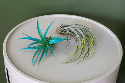 Fuchsia Colorful Tillandsia Air Plants - Long Lasting Color Enhanced Live Tillandsia Succulent House Plants - Home and Garden Decor - Easy Care Indoor/Outdoor Plants (Mini Xerographica, Pack of 3)