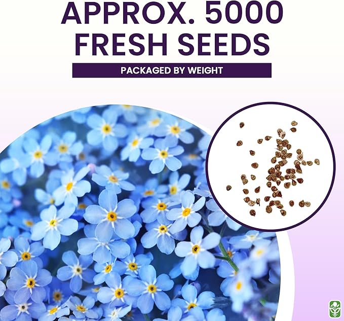 Forget Me Not Seeds - 5000 Flower Seeds - Perennial Ground Cover Seed for Tulips and Other Bulbs - Bulk Flowering Ground Cover - Grown in The USA