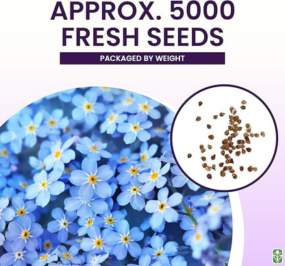 Forget Me Not Seeds - 5000 Flower Seeds - Perennial Ground Cover Seed for Tulips and Other Bulbs - Bulk Flowering Ground Cover - Grown in The USA
