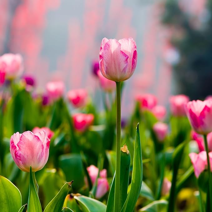 Showgirl Pink Tulip Bulbs – Gardener’s Favorite Spring Flowers | 10 Premium Perennial Bulbs for Vibrant Pink Blooms | Easy to Grow | Attracts Bees & Butterflies | Zones 3–8 | Great Gift (10 Bulbs)