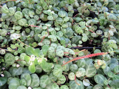 String of Hearts/Turtles/Peace Sign/Cross - Peperomia prostrata- 2.5" Pot