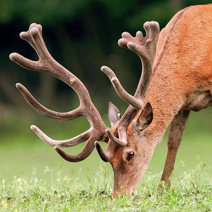 No-Till Forage Friendly Cover Crop Seed Mix – 5 lb, Covers 1,000 Sq. Ft. – 9 Winter-Kill Varieties for Spring, Summer & Fall – Non-GMO Planting Seeds