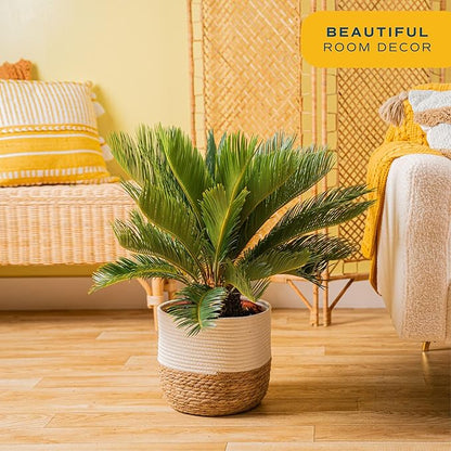 Costa Farms Sago Palm Live Plant | 2-3 Feet Tall | Easy to Grow Live Indoor Houseplant in 10-Inch Decorative Plant Pot | Unique Housewarming or Birthday Gift | Office, Room and Home Decor