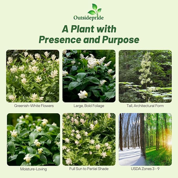 Outsidepride American Spikenard Seeds - 500 Pcs. Perennial, Hardy, Versatile & Pollinator Friendly, Herb Seeds for Planting Aromatic Foliage with Showy White Blooms for Wildlife Gardens & Easy Growth