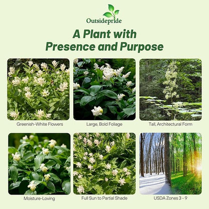 Outsidepride American Spikenard Seeds - 500 Pcs. Perennial, Hardy, Versatile & Pollinator Friendly, Herb Seeds for Planting Aromatic Foliage with Showy White Blooms for Wildlife Gardens & Easy Growth