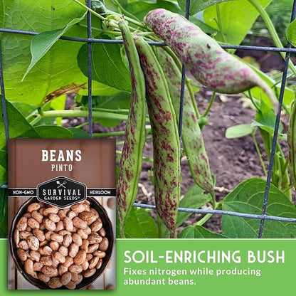 Pinto Bean Seeds for Planting - 5 Packets with Instructions for Growing Mottled/Peruano Beans in The Home Vegetable Garden - Non-GMO Open-Pollinated Heirloom & Untreated - Survival Garden Seeds