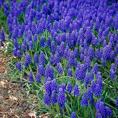 Garden State Bulb Muscari Grape Hyacinth Flower Bulbs, 8/9cm, Fall Planting (Bag of 50)