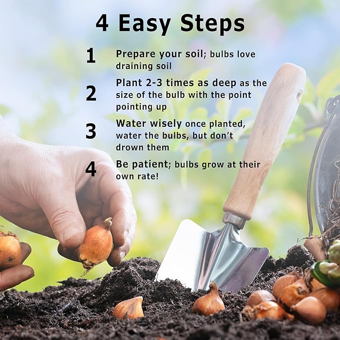 Bloomingbulb Peppermintstick Species Tulip Bulbs (10-Pack) Unique Fall Flower Bulbs for Planting – Star-Shaped Pink & White Blooms for Spring Gardens