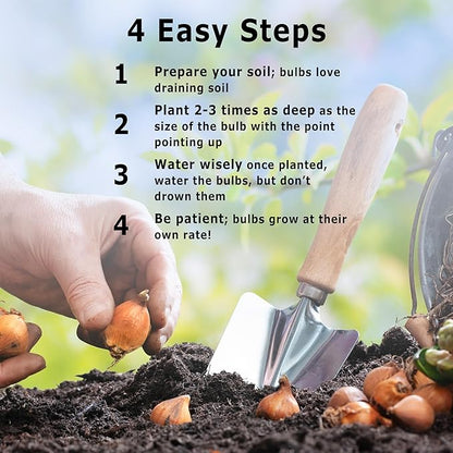 Bloomingbulb Peppermintstick Species Tulip Bulbs (10-Pack) Unique Fall Flower Bulbs for Planting – Star-Shaped Pink & White Blooms for Spring Gardens