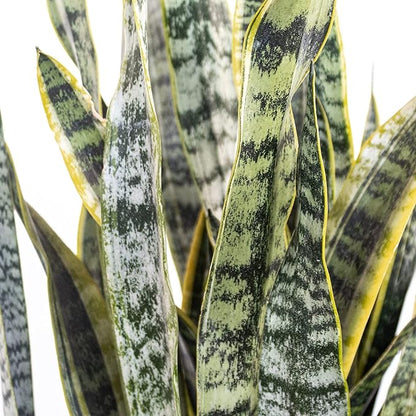 United Nursery Live Snake Plant, Sansevieria Trifasciata Laurentii, Variegated Snake Plant, 2-3 ft. Tall Mother in Laws Tongue House Plant for Indoor and Outdoor (Cream Decor Pot)