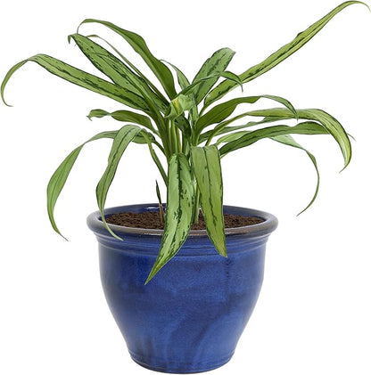 Sunnydaze Large Ceramic Plant Pot - Round Outdoor Glazed Ceramic Planter Pot with Drainage - Studio - Imperial Blue - 18.5"