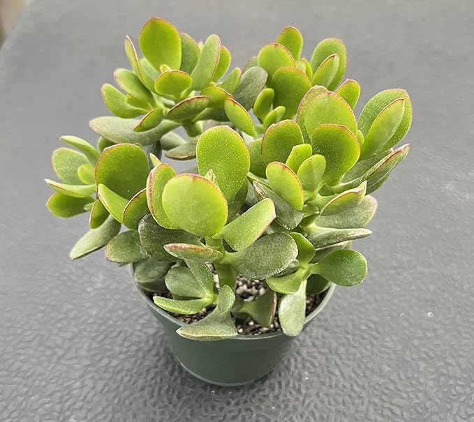 Sprout N Green Dwarf Jade - Crassula Ovata Crosby's Compact, Rare Cute Succulent Plant Fully Rooted in 4" Pot