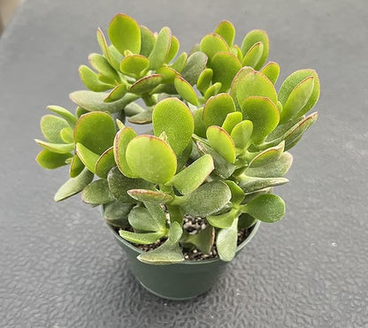 Sprout N Green Dwarf Jade - Crassula Ovata Crosby's Compact, Rare Cute Succulent Plant Fully Rooted in 4" Pot