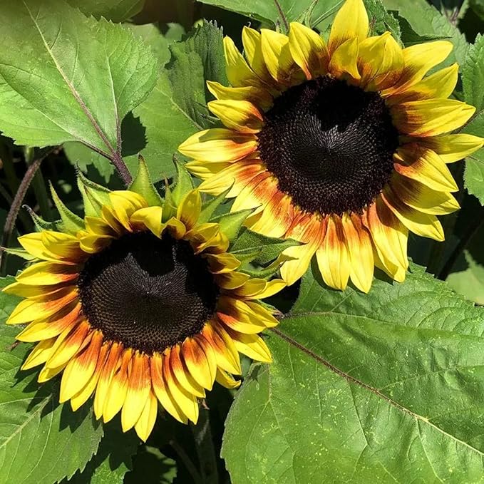 Park Seed ProCut Red/Lemon Bi-Colour Sunflower Seeds – Bold Red Petals with Lemon Tips, Easy to Grow Spring Variety, Great for Cutting Gardens, 4-Inch Blooms, Pack of 50