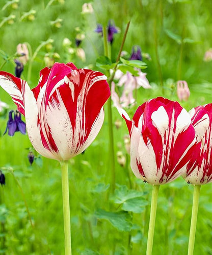 Mixed Sorbet Tulips – 8 Bulbs | Pink, Red & White Perennial Flowers - Spring Blooming | Easy-to-Grow Rembrandt Tulips for Rock Gardens, Borders & Containers – Zones 3–8 | Butterfly & Bee Attracting