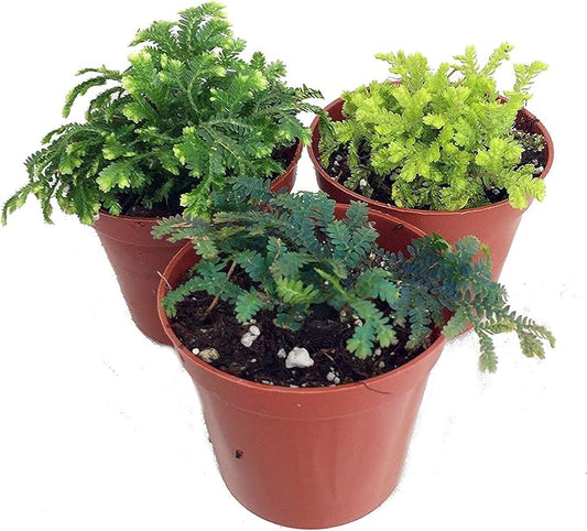 3 Club Moss Plants - Selaginella - Terrariums, Fairy Gardens - 2" Pots