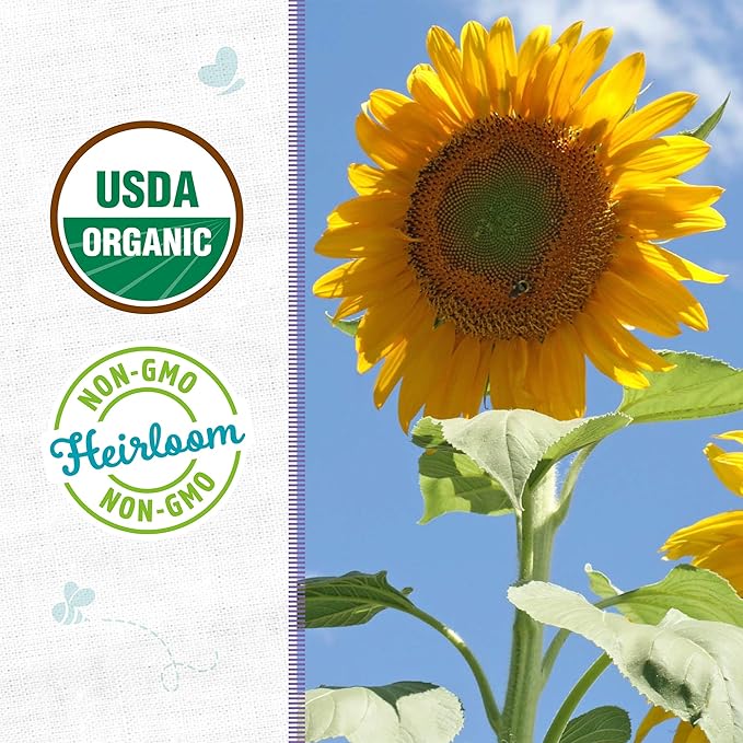 Back to The Roots 100% Organic Heirloom Seeds - Mammoth Giant Sunflower Value Pack (4.8g)