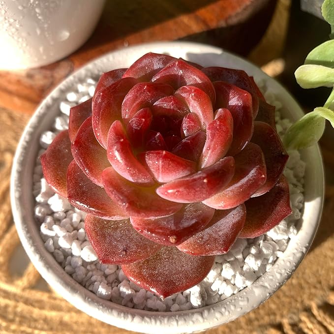FWPP Live Succulents Plants Echeveria Snow Lotus 2 inches,Rare red Succulents Bare Root Without Pot Soil, Live Plants Indoor Office Decoration Wedding and Gift