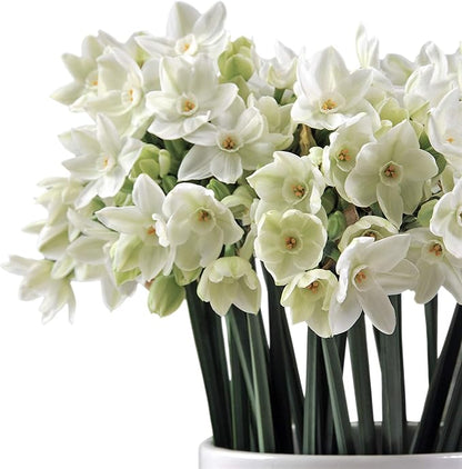 Easy to Grow Narcissus Paperwhite 'Ariel' Plant Bulbs (20 Pack) - Large Flower Bulbs for Indoor Forcing at Home, Fragrant Holiday Blooms