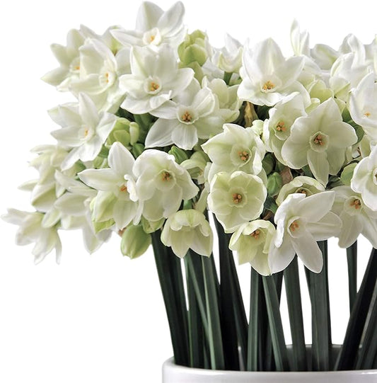 Easy to Grow Narcissus Paperwhite 'Ariel' Plant Bulbs (20 Pack) - Large Flower Bulbs for Indoor Forcing at Home, Fragrant Holiday Blooms